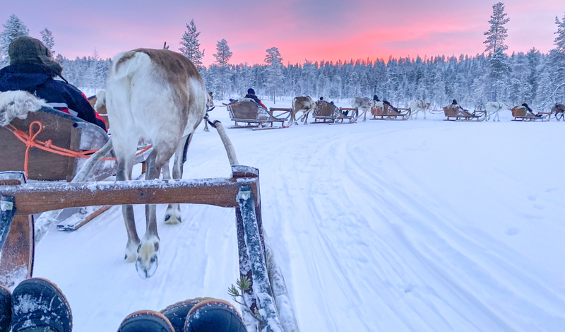 Reindeer sleigh ride