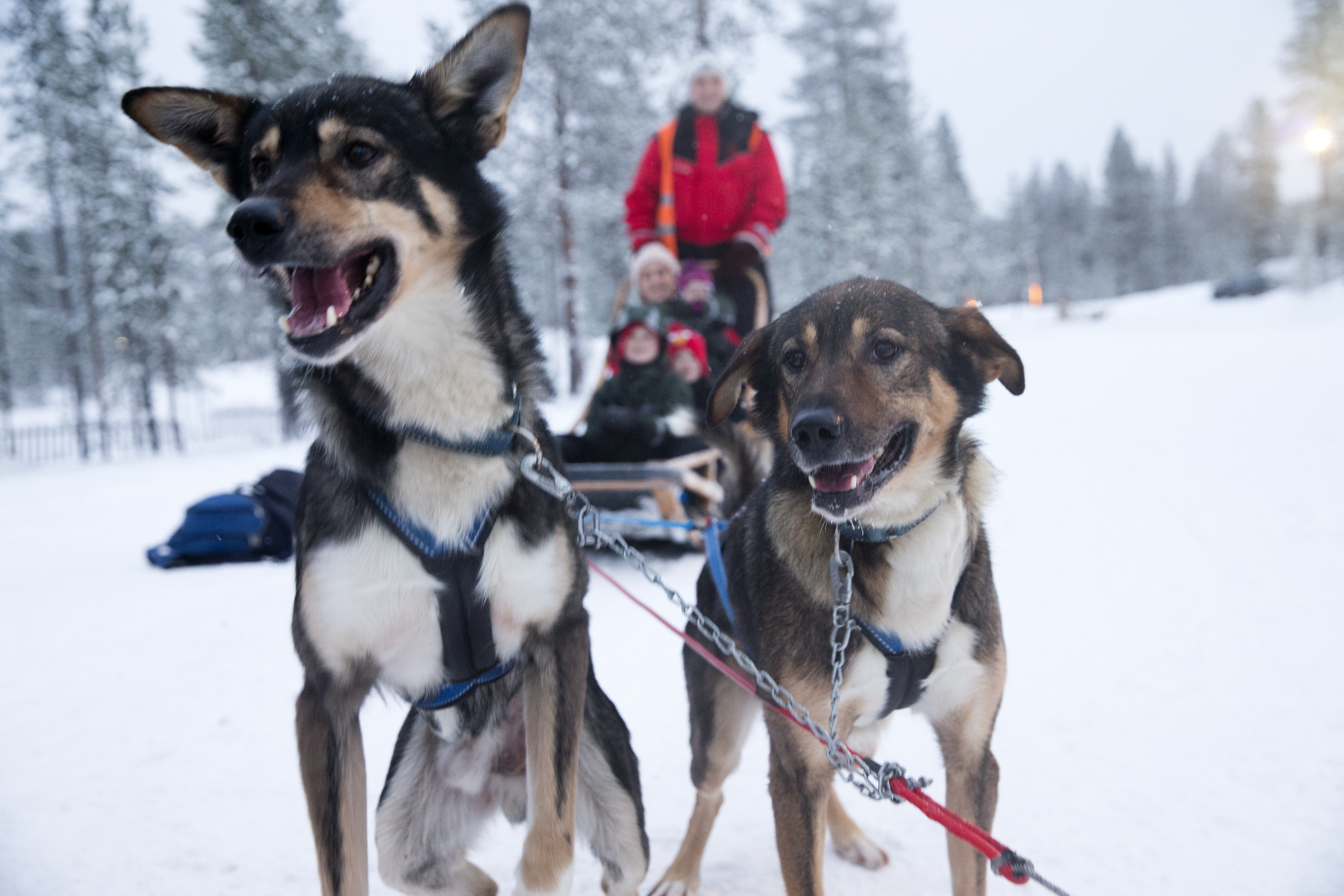 huskies waiting to start sled ride