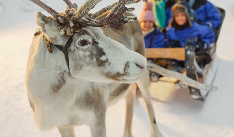 reindeer with family on sleigh