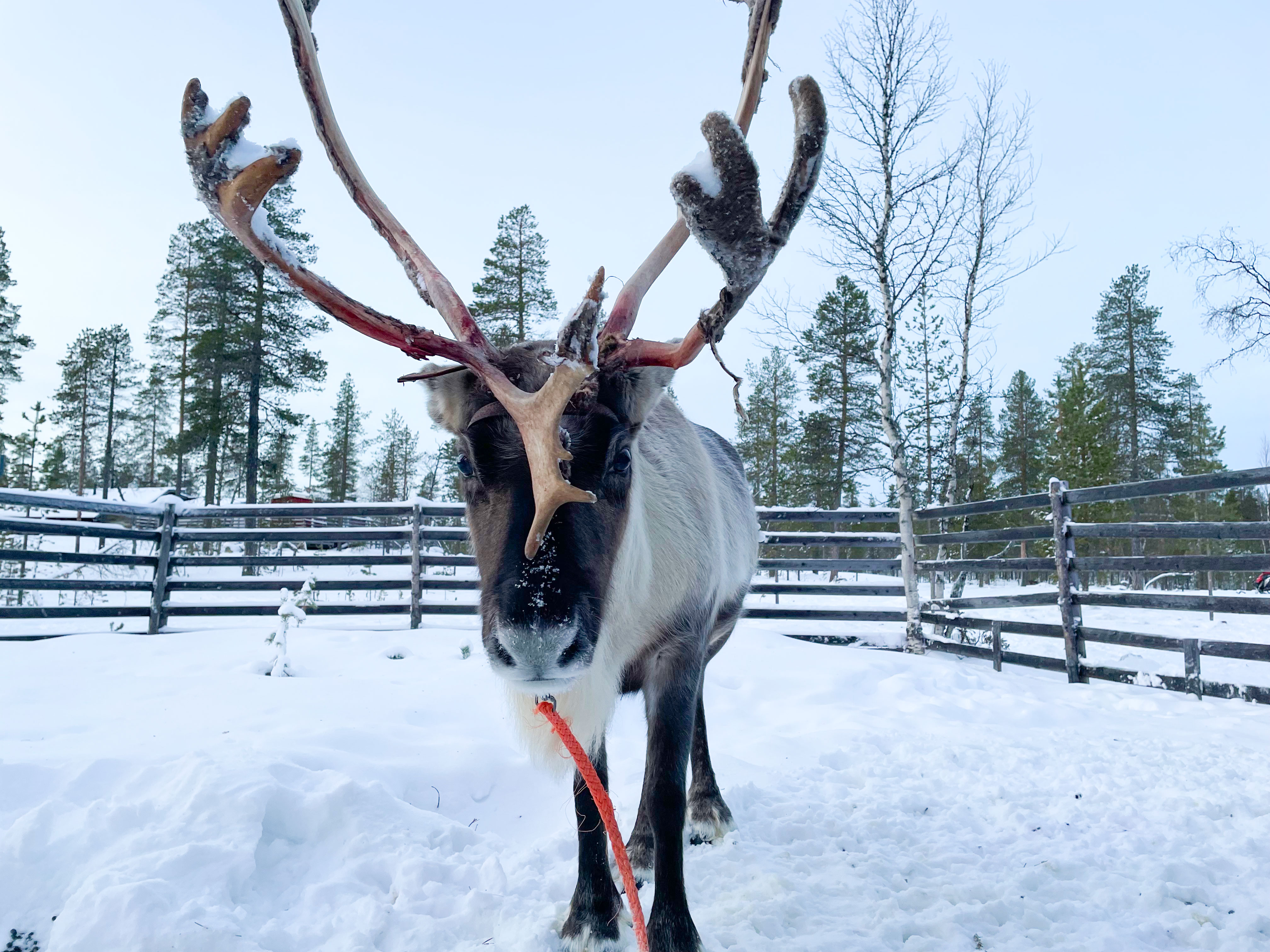 rudolph the reindeer