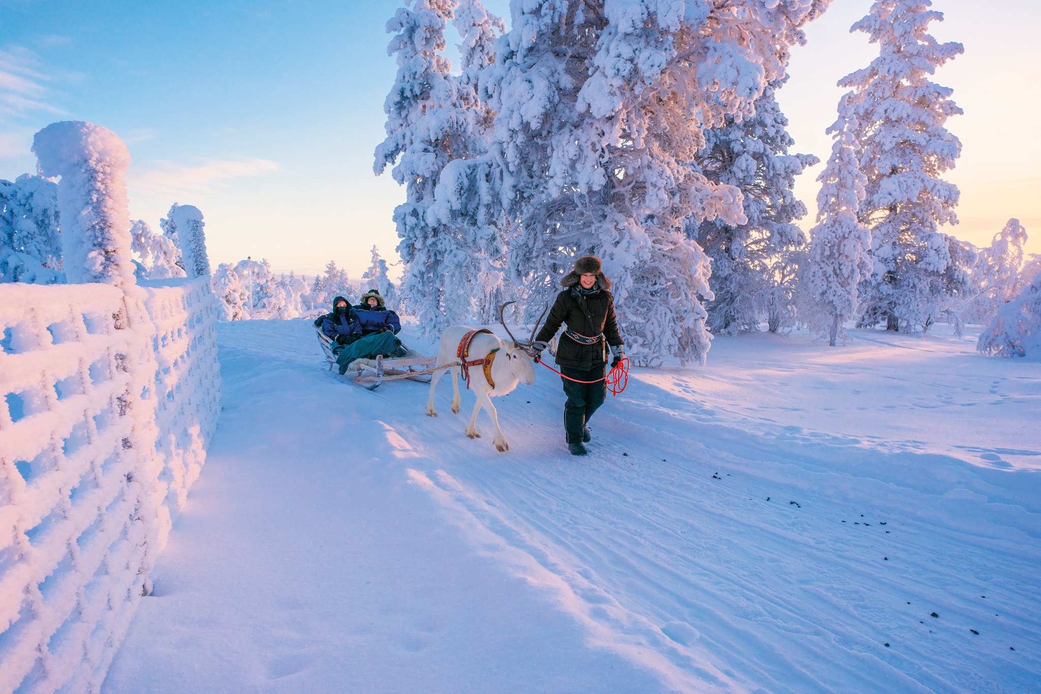 family being led by sami guide and reindeer
