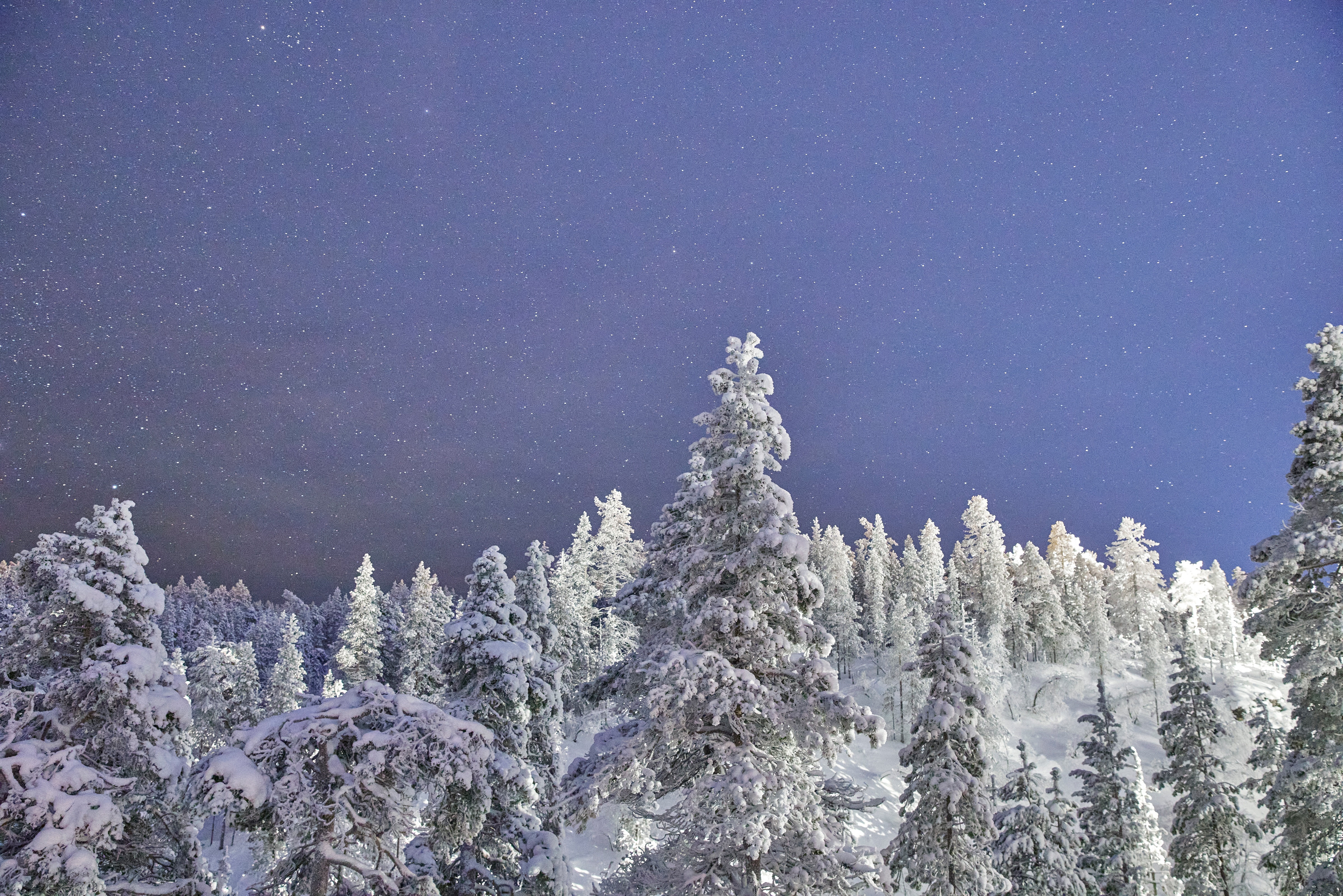 starry night over the Lapland forest